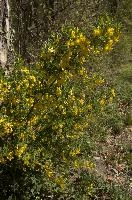 Broomlike Shrub, null