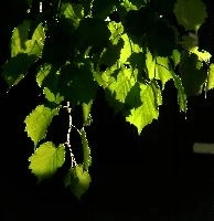 Tilia caudata,  spring foliage of small-leaved lime isolated in the sunlight