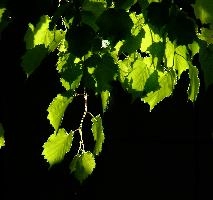 Tilia caudata,  spring foliage of small-leaved lime isolated in the sunlight