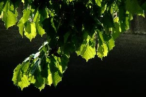 Tilia caudata,  spring foliage of small-leaved lime isolated in the sunlight