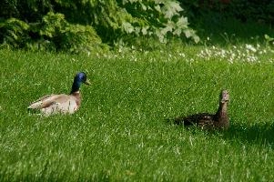 Ueberlingen, platyrhyncos, lake, grass, mallard, animal, bird, anas, constance, bodensee, wildlife, duck, wild, germany, lawn, waterfowl, wildfowl