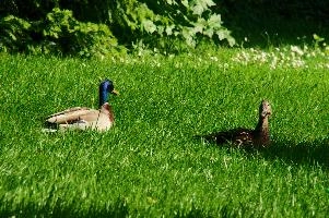 Ueberlingen, platyrhyncos, lake, grass, mallard, animal, bird, anas, constance, bodensee, wildlife, duck, wild, germany, lawn, waterfowl, wildfowl