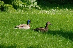 Ueberlingen, platyrhyncos, lake, grass, mallard, animal, bird, anas, constance, bodensee, wildlife, duck, wild, germany, lawn, waterfowl, wildfowl