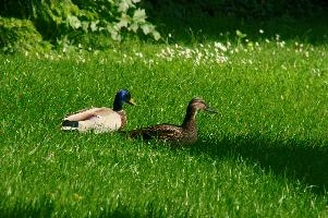 Ueberlingen, platyrhyncos, lake, grass, mallard, animal, bird, anas, constance, bodensee, wildlife, duck, wild, germany, lawn, waterfowl, wildfowl
