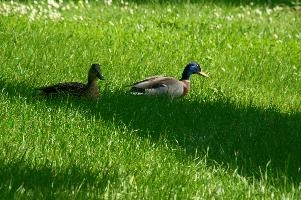 Ueberlingen, platyrhyncos, lake, grass, mallard, animal, bird, anas, constance, bodensee, wildlife, duck, wild, germany, lawn, waterfowl, wildfowl