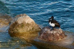 Ueberlingen, white, tufted, bird, bodensee, deutschland, duck, black