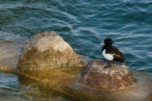 Ueberlingen, white, tufted, bird, bodensee, deutschland, duck, black