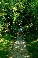 Way of the Leaf, meersburg, bushes, green, footpath, bodensee, germany, path, leafy