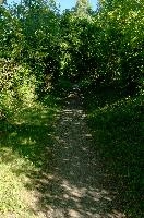 Bodensee Footpath, meersburg, bushes, green, footpath, bodensee, germany, path, leafy