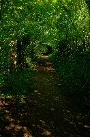 Way of the Leaf, meersburg, bushes, green, footpath, bodensee, germany, path, leafy