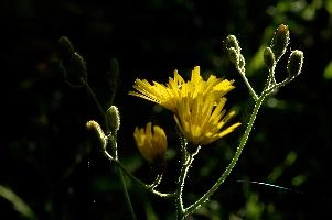 Compositae,  yellow hawkweed in german field verge