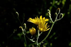 Ueberlingen,  yellow hawkweed in german field verge