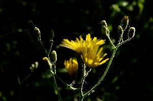 Compositae,  yellow hawkweed in german field verge