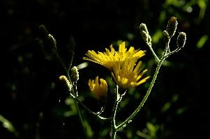 Compositae,  yellow hawkweed in german field verge