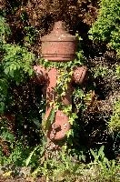 Hydrant, birnau, ivy, fire, hydrant, bodensee, deutschland, uhldingen, red