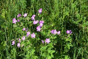 Cranesbill geranium in meadow in Mels, Switzerland, null