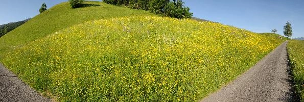 Spring meadow on the Gonzen, Sargans, null