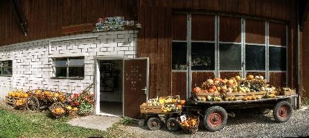 Pumpkin Season, pumpkins, squash, fruit, ornamental, mels, sunshine, outdoors, stall, sunlight, alpine, colourful, flums, gourds, vegetable, decoration, walenstadt, trust, farmyard, seasonal, switzerland, festive, pumpkin, autumn, product, display, farm, produce, bright, summer, cart, sale, farming, agriculture