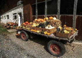 On the Wagon, pumpkins, squash, fruit, ornamental, mels, sunshine, outdoors, stall, sunlight, alpine, colourful, flums, gourds, vegetable, decoration, walenstadt, trust, farmyard, seasonal, switzerland, festive, pumpkin, autumn, product, display, farm, produce, bright, summer, cart, sale, farming, agriculture