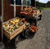 Pumpkins, outdoors, squash, fruit, ornamental, mels, sunshine, flums, stall, sunlight, walenstadt, colourful, alpine, gourds, vegetable, decoration, switzerland, trust, farmyard, seasonal, summer, festive, pumpkin, autumn, product, display, farm, produce, bright, pumpkins, cart, sale, farming, agriculture