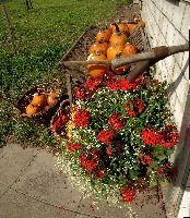 Geraniums and Pumpkins, outdoors, squash, fruit, ornamental, mels, sunshine, flums, stall, sunlight, walenstadt, colourful, alpine, gourds, vegetable, decoration, switzerland, trust, farmyard, seasonal, summer, festive, pumpkin, autumn, product, display, farm, produce, bright, pumpkins, cart, sale, farming, agriculture