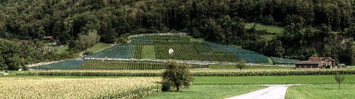 Weinberg, outdoors, vineyards, vines, heiligkreuz, hillside, sargans, walking, alpine, alps, switzerland, agriculture, tourism, summer, green, mels, growth, slope, wine, hiking, vineyard, weinberg, swiss, viticulture, serried, rows