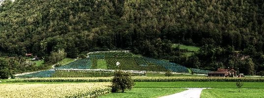 Weinberg, switzerland, vineyards, heiligkreuz, summer, hillside, outdoors, walking, vines, alps, vineyard, agriculture, tourism, alpine, green, mels, growth, slope, wine, hiking, weinberg, sargans, swiss, viticulture, serried, rows
