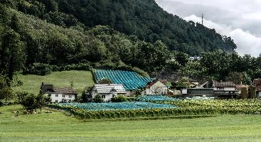 Heiligkreuz, vineyard, vineyards, weinberg, outdoors, hillside, alpine, walking, heiligkreuz, alps, sargans, agriculture, tourism, switzerland, green, mels, growth, slope, wine, hiking, vines, summer, swiss, viticulture, serried, rows