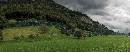 Heiligkreuz, alpine, vineyards, vines, heiligkreuz, hillside, summer, walking, switzerland, alps, sargans, agriculture, tourism, outdoors, green, mels, growth, slope, wine, hiking, vineyard, weinberg, swiss, viticulture, serried, rows