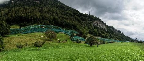 Heilgkreuz Weinberg, vineyard, vineyards, weinberg, outdoors, hillside, alpine, walking, heiligkreuz, alps, sargans, agriculture, tourism, switzerland, green, mels, growth, slope, wine, hiking, vines, summer, swiss, viticulture, serried, rows