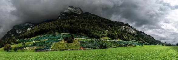 Gonzen at Heiligkreuz, vineyard, vineyards, weinberg, outdoors, hillside, alpine, walking, heiligkreuz, alps, sargans, agriculture, tourism, switzerland, green, mels, growth, slope, wine, hiking, vines, summer, swiss, viticulture, serried, rows