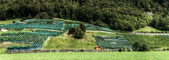 Heiligkreuz Weinberg, vineyard, vineyards, weinberg, outdoors, hillside, alpine, walking, heiligkreuz, alps, sargans, agriculture, tourism, switzerland, green, mels, growth, slope, wine, hiking, vines, summer, swiss, viticulture, serried, rows