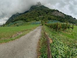Walenstadt, weinberg, summer, alpine, alps, hillside, vines, walking, heiligkreuz, vineyards, sargans, agriculture, tourism, vineyard, green, mels, growth, slope, wine, hiking, outdoors, switzerland, swiss, viticulture, serried, rows