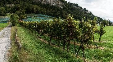 Heiligkreuz Vineyard, vineyard, vineyards, weinberg, outdoors, hillside, alpine, walking, heiligkreuz, alps, sargans, agriculture, tourism, switzerland, green, mels, growth, slope, wine, hiking, vines, summer, swiss, viticulture, serried, rows