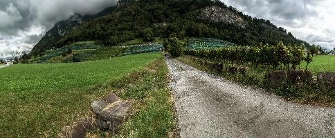 Heiligkreuz Weinberg, vineyard, vineyards, weinberg, outdoors, hillside, alpine, walking, heiligkreuz, alps, sargans, agriculture, tourism, switzerland, green, mels, growth, slope, wine, hiking, vines, summer, swiss, viticulture, serried, rows