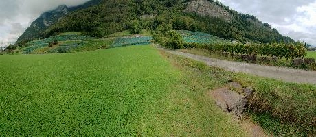 Vineyards of Heiligkreuz, Swiss Rhine valley below the Gonzen, summer, serried, outdoors, rows, alpine, slope, switzerland, wine, alps, agriculture, vines, hillside, tourism, vineyard, swiss, hiking, weinberg, viticulture, walking, heiligkreuz, mels, green, sargans, vineyards, growth