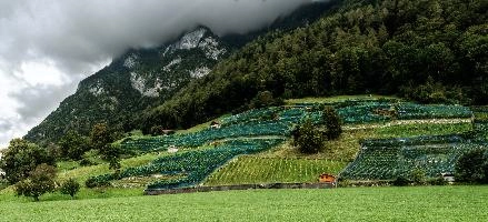 Heiligkreuz Vineyard, vineyard, vineyards, weinberg, outdoors, hillside, alpine, walking, heiligkreuz, alps, sargans, agriculture, tourism, switzerland, green, mels, growth, slope, wine, hiking, vines, summer, swiss, viticulture, serried, rows