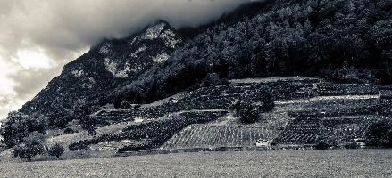Heiligkreuz Vineyard, vineyard, vineyards, weinberg, outdoors, hillside, alpine, walking, heiligkreuz, alps, sargans, agriculture, tourism, switzerland, green, mels, growth, slope, wine, hiking, vines, summer, swiss, viticulture, serried, rows