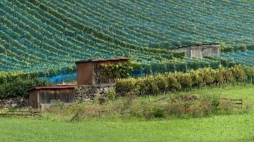 Vineyards of Heiligkreuz, Swiss Rhine valley below the Gonzen, summer, serried, outdoors, rows, alpine, slope, switzerland, wine, alps, agriculture, vines, hillside, tourism, vineyard, swiss, hiking, weinberg, viticulture, walking, heiligkreuz, mels, green, sargans, vineyards, growth