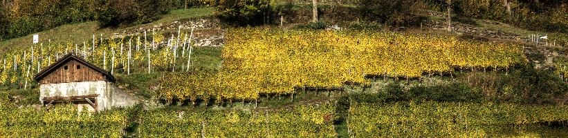 Heiligkreuz Weinberge, mels, scenery, alps, autumn, rural, gonzen, growing, sargans, fall, switzerland, outdoors, alpine, heiligkreuz, europe, colours, swiss, bright, sunshine, produce, mountains, vineyards, agriculture, vines, yellow, green