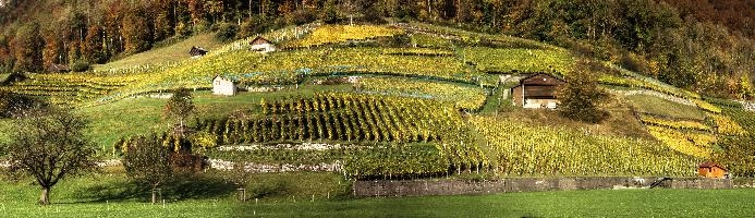 Kulturlandschaft Heiligkreuz, mels, scenery, alps, autumn, rural, gonzen, growing, sargans, fall, switzerland, outdoors, alpine, heiligkreuz, europe, colours, swiss, bright, sunshine, produce, mountains, vineyards, agriculture, vines, yellow, green