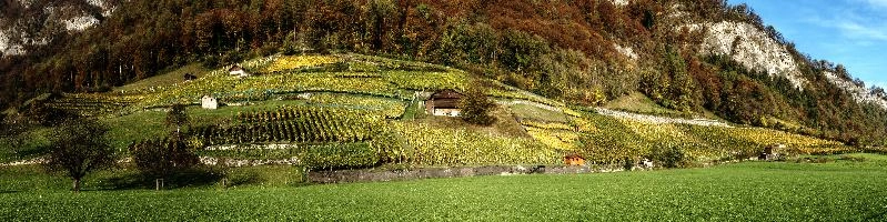 Vineyards of Heiligkreuz, alps, scenery, autumn, heiligkreuz, rural, mels, growing, mountains, fall, sargans, outdoors, alpine, switzerland, europe, colours, swiss, bright, sunshine, produce, vineyards, gonzen, agriculture, vines, yellow, green