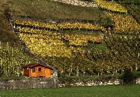 Weinberge, mels, scenery, alps, autumn, rural, gonzen, growing, sargans, fall, switzerland, outdoors, alpine, heiligkreuz, europe, colours, swiss, bright, sunshine, produce, mountains, vineyards, agriculture, vines, yellow, green