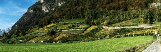 Weinberge in Heiligkreuz, mels, scenery, alps, autumn, rural, gonzen, growing, sargans, fall, switzerland, outdoors, alpine, heiligkreuz, europe, colours, swiss, bright, sunshine, produce, mountains, vineyards, agriculture, vines, yellow, green