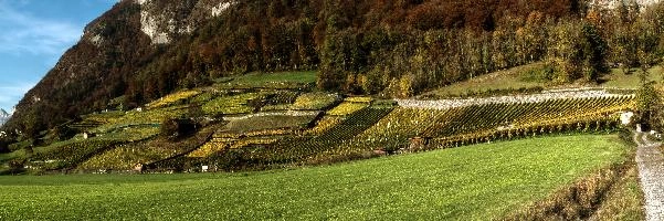 Kulturlandschaft, mels, scenery, vineyards, alps, rural, autumn, growing, sargans, fall, switzerland, outdoors, alpine, heiligkreuz, europe, colours, swiss, bright, sunshine, produce, mountains, gonzen, agriculture, vines, yellow, green