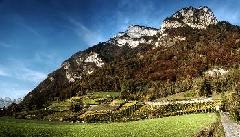 Weinberge bei Heiligkreuz, mels, scenery, alps, autumn, rural, gonzen, growing, sargans, fall, switzerland, outdoors, alpine, heiligkreuz, europe, colours, swiss, bright, sunshine, produce, mountains, vineyards, agriculture, vines, yellow, green