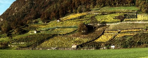 Weinberge, mels, scenery, alps, autumn, rural, gonzen, growing, sargans, fall, switzerland, outdoors, alpine, heiligkreuz, europe, colours, swiss, bright, sunshine, produce, mountains, vineyards, agriculture, vines, yellow, green