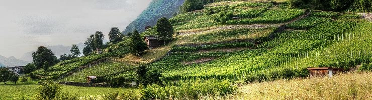 Vineyards at Heiligkreuz in Switzerland, mels, landscape, green, grapes, outdoors, vines, switzerland, scenery, europe, walking, vineyard, alps, agriculture, hiking, rows, wine, alpine, mountains