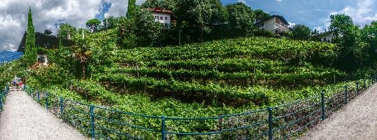 Vineyard in Merano, Alto Adige, null