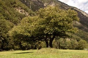 Chestnut Tree in Grisons, grisons, summer, tree, meadow, alps, europe, woods, switzerland, mesocco, rural, chestnut, field